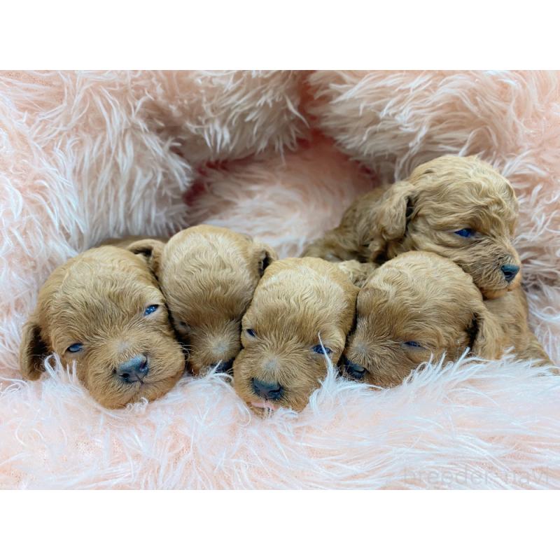 販売中の新潟県のトイプードル-437236の2枚目