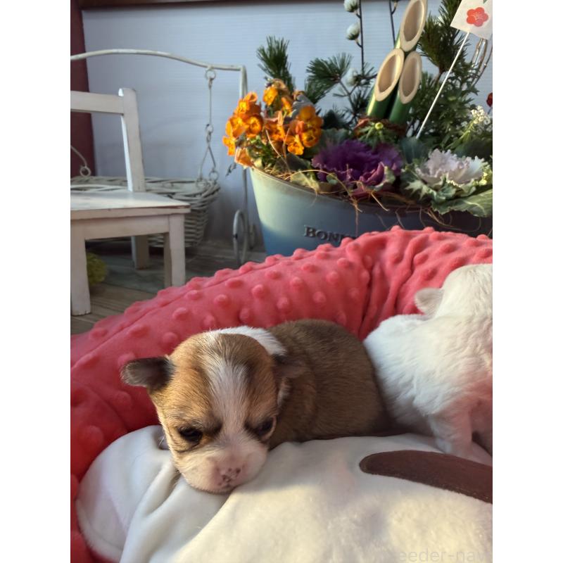 販売中の宮崎県のチワワ(ロングコート)-437237の7枚目