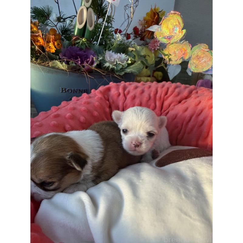 販売中の宮崎県のチワワ(ロングコート)-437237の6枚目