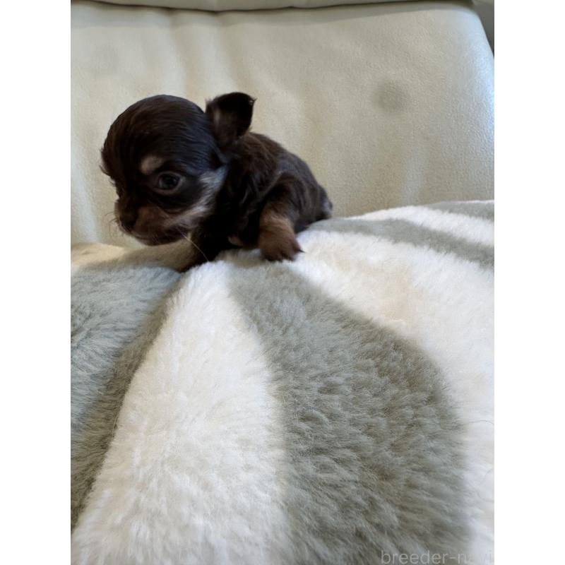 販売中の山形県のチワワ(ロングコート)-437238の5枚目