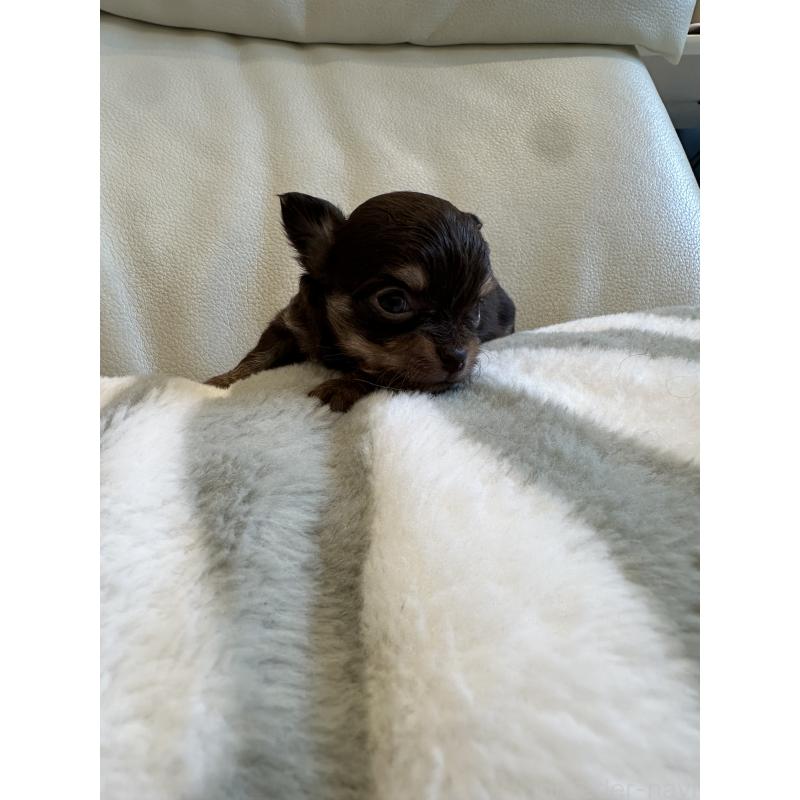 販売中の山形県のチワワ(ロングコート)-437238の4枚目