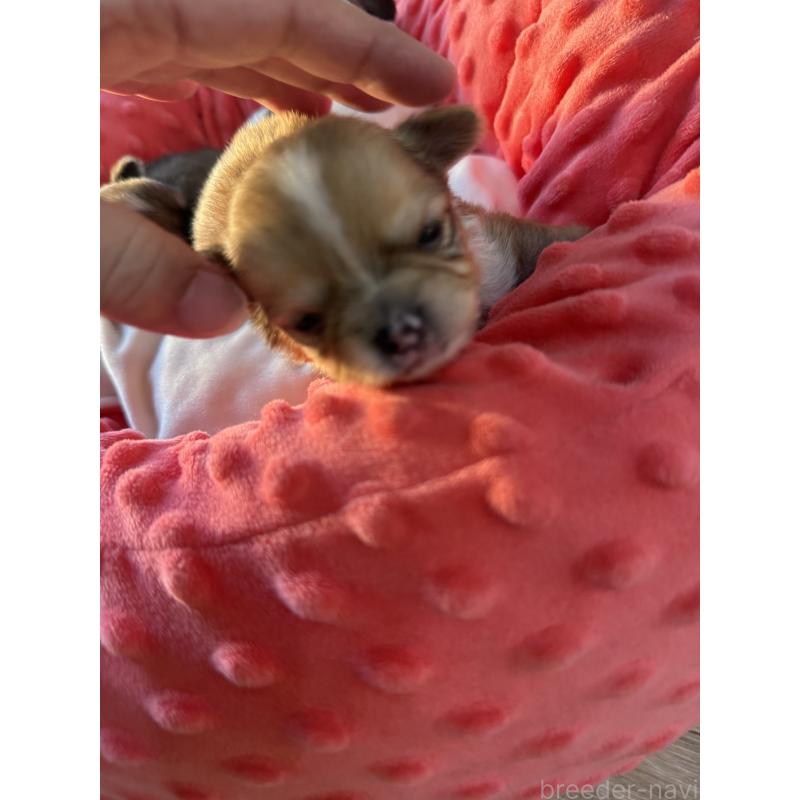 販売中の宮崎県のチワワ(ロングコート)-437239の6枚目