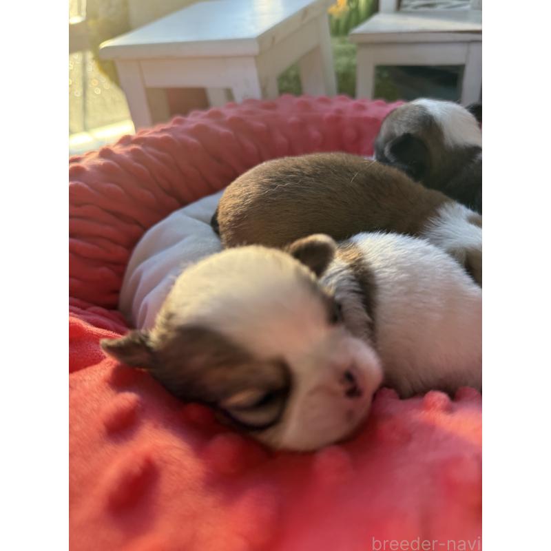 販売中の宮崎県のチワワ(ロングコート)-437239の4枚目