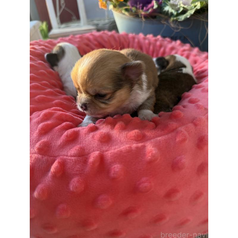 販売中の宮崎県のチワワ(ロングコート)-437239の3枚目