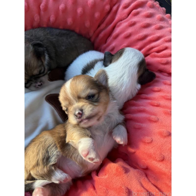 販売中の宮崎県のチワワ(ロングコート)-437239の2枚目