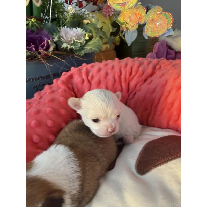 販売中の宮崎県のチワワ(ロングコート)-437237の5枚目