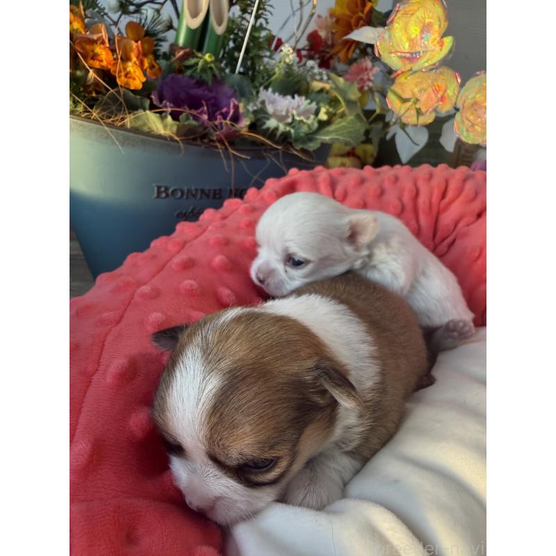 販売中の宮崎県のチワワ(ロングコート)-437237の4枚目