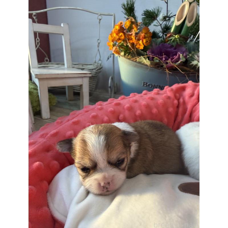 販売中の宮崎県のチワワ(ロングコート)-437237の3枚目