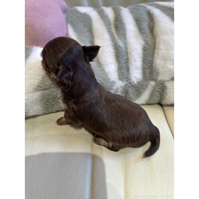 販売中の山形県のチワワ(スムースコート)-437240の5枚目