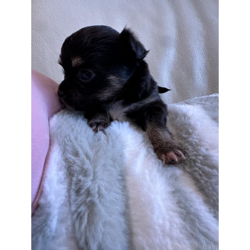 販売中の山形県のチワワ(ロングコート)-437241の5枚目