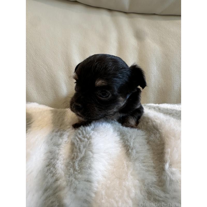 販売中の山形県のチワワ(ロングコート)-437241の4枚目