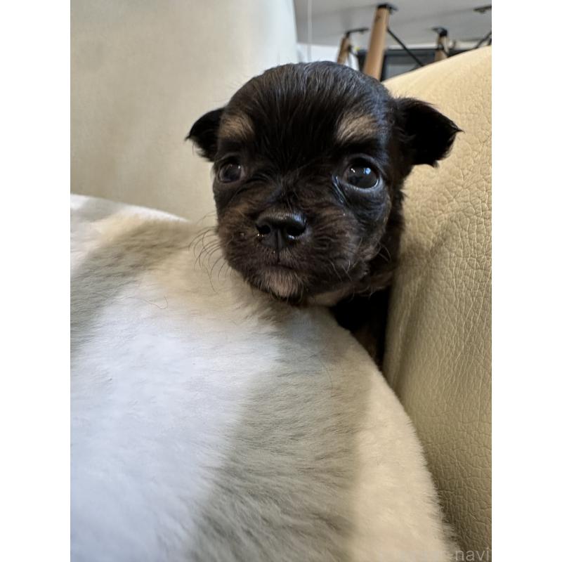 販売中の山形県のチワワ(ロングコート)-437244の5枚目