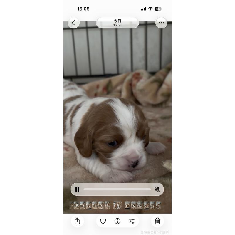 販売中の岡山県のキャバリアキングチャールズスパニエル-437243の13枚目