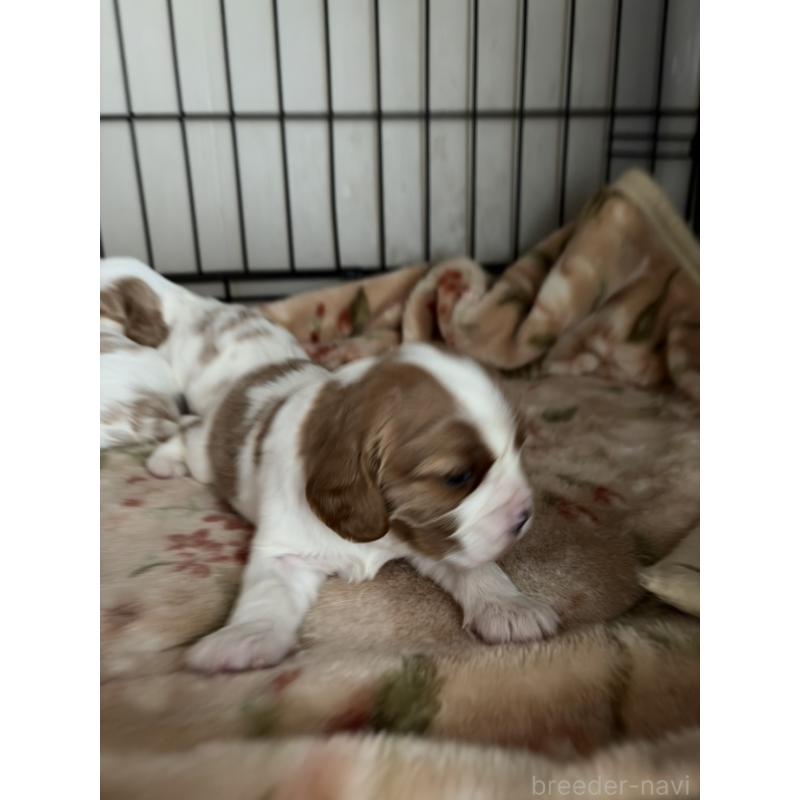 販売中の岡山県のキャバリアキングチャールズスパニエル-437243の11枚目