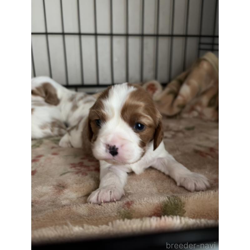 販売中の岡山県のキャバリアキングチャールズスパニエル-437243の10枚目