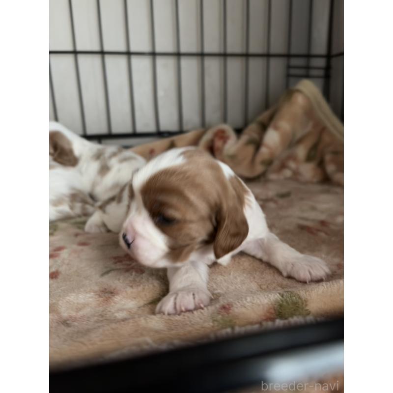 販売中の岡山県のキャバリアキングチャールズスパニエル-437243の9枚目