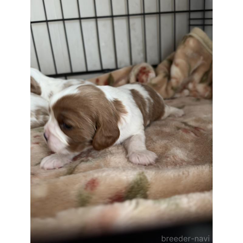 販売中の岡山県のキャバリアキングチャールズスパニエル-437243の8枚目