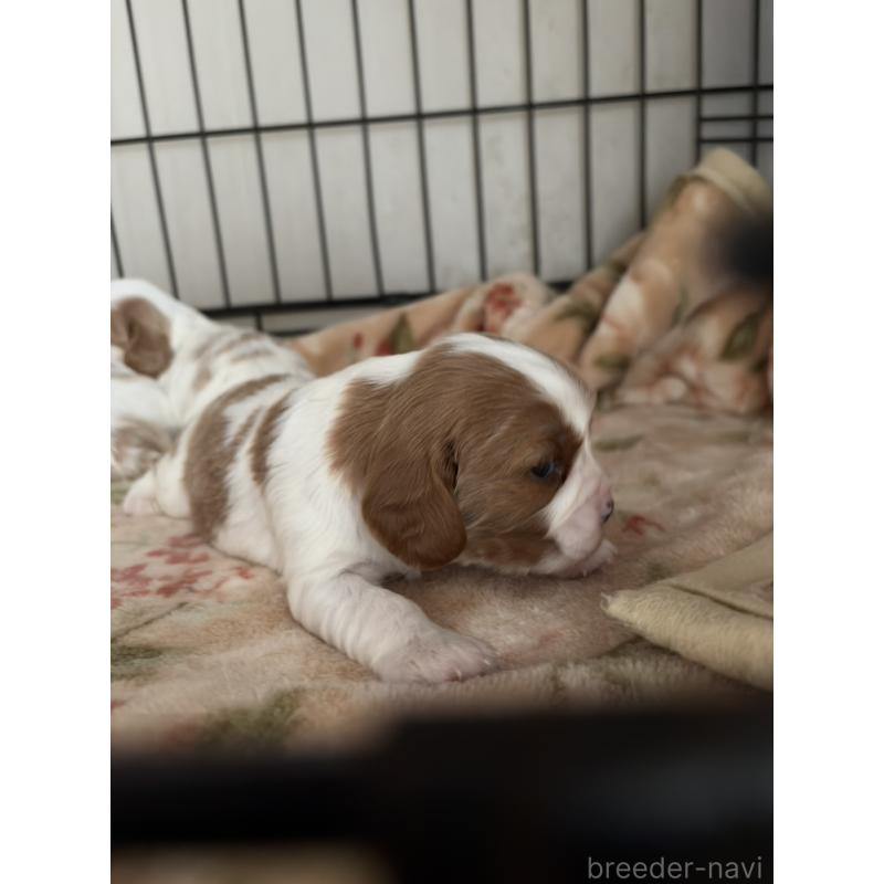 販売中の岡山県のキャバリアキングチャールズスパニエル-437243の7枚目