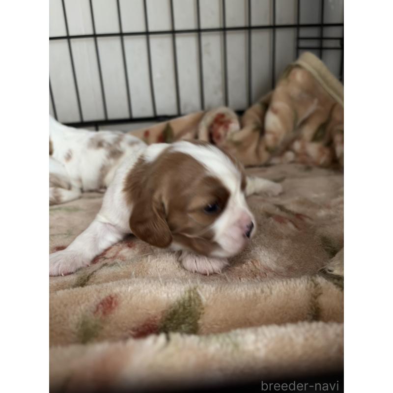 販売中の岡山県のキャバリアキングチャールズスパニエル-437243の6枚目