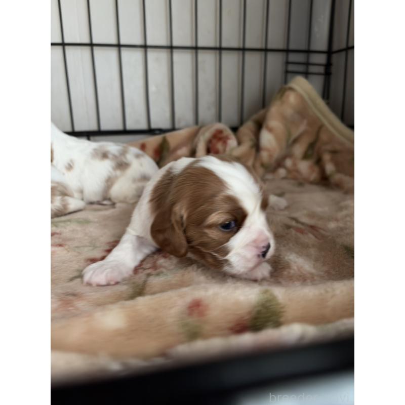 販売中の岡山県のキャバリアキングチャールズスパニエル-437243の5枚目