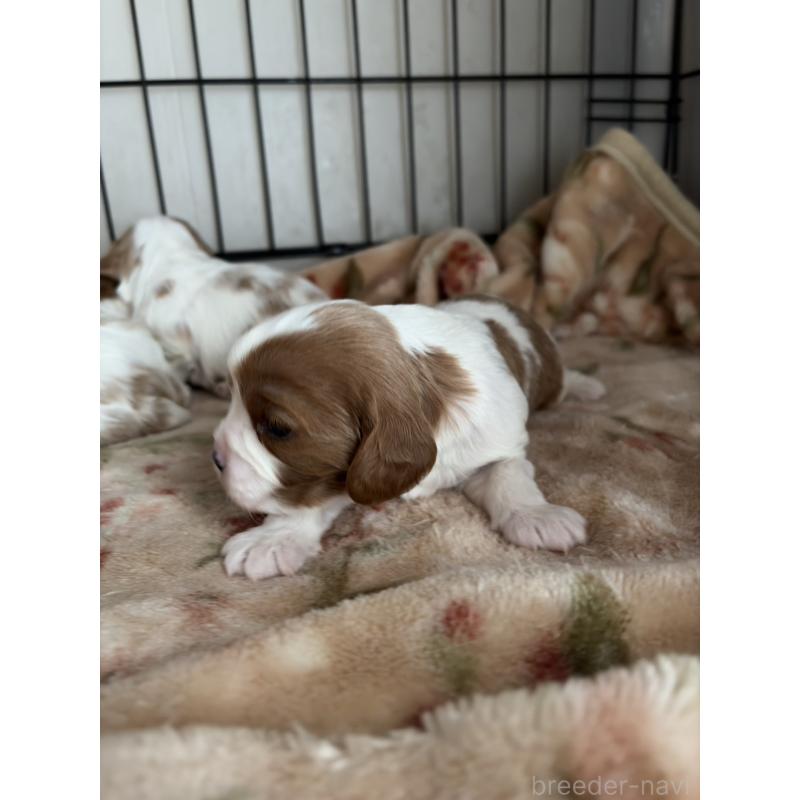 販売中の岡山県のキャバリアキングチャールズスパニエル-437243の4枚目