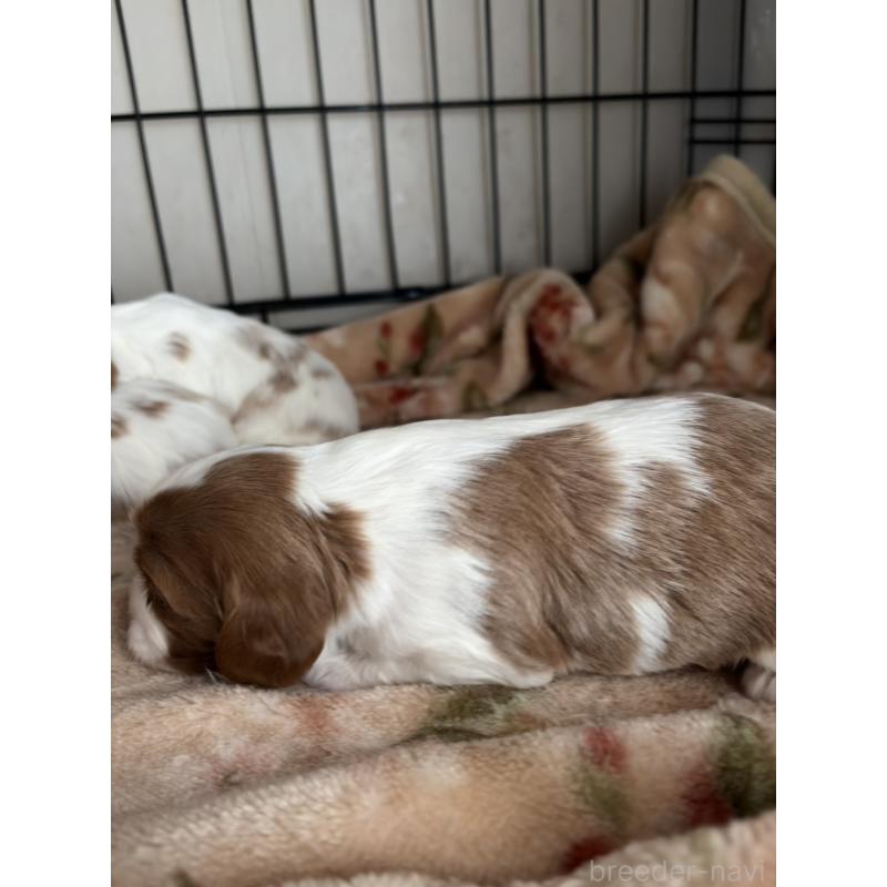 販売中の岡山県のキャバリアキングチャールズスパニエル-437243の3枚目