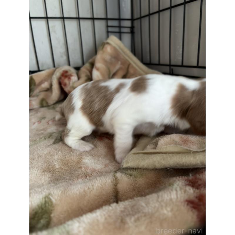 販売中の岡山県のキャバリアキングチャールズスパニエル-437243の2枚目