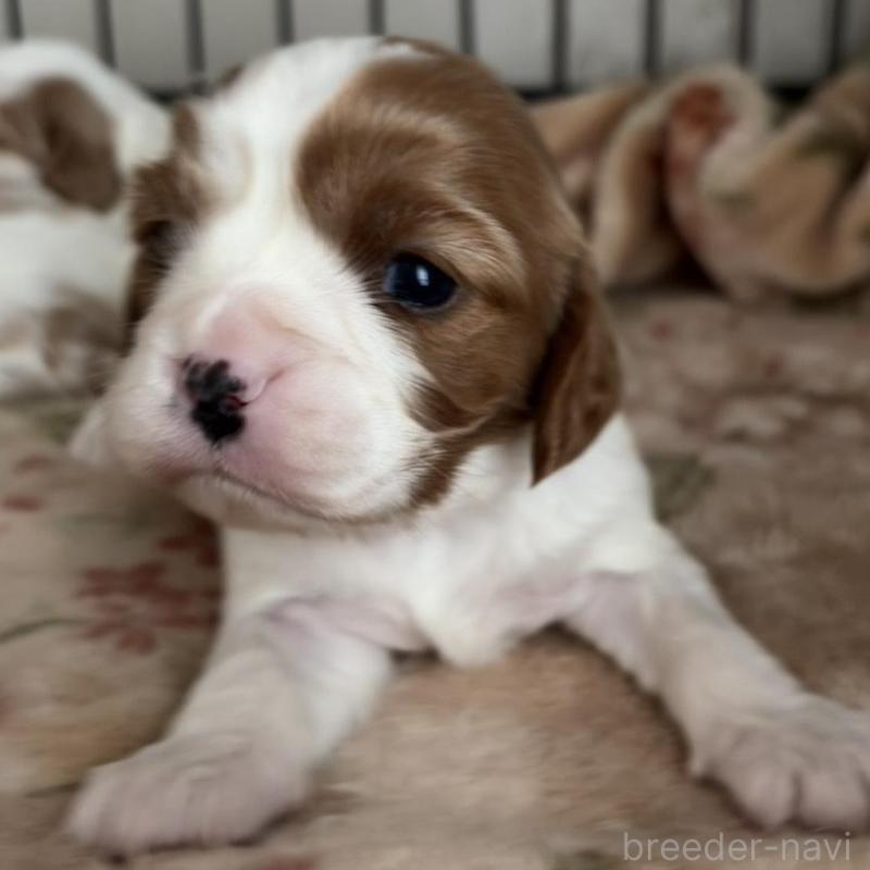 販売中の岡山県のキャバリアキングチャールズスパニエル-437243