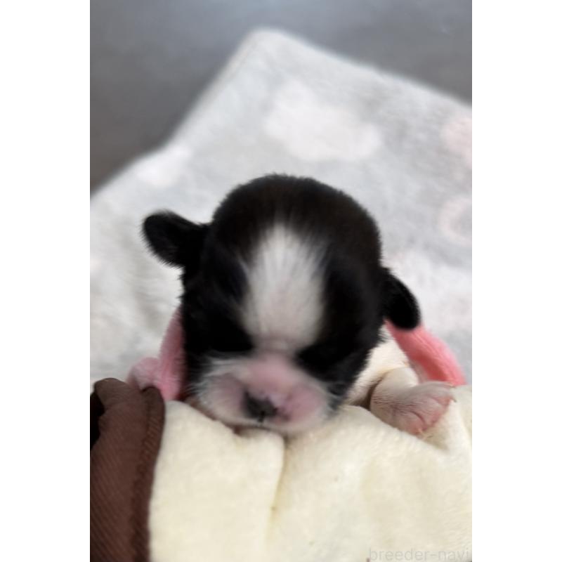 販売中の宮崎県のシーズー-437247の5枚目