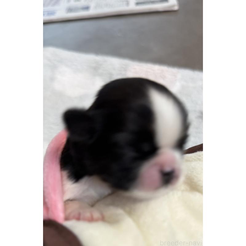 販売中の宮崎県のシーズー-437247の4枚目