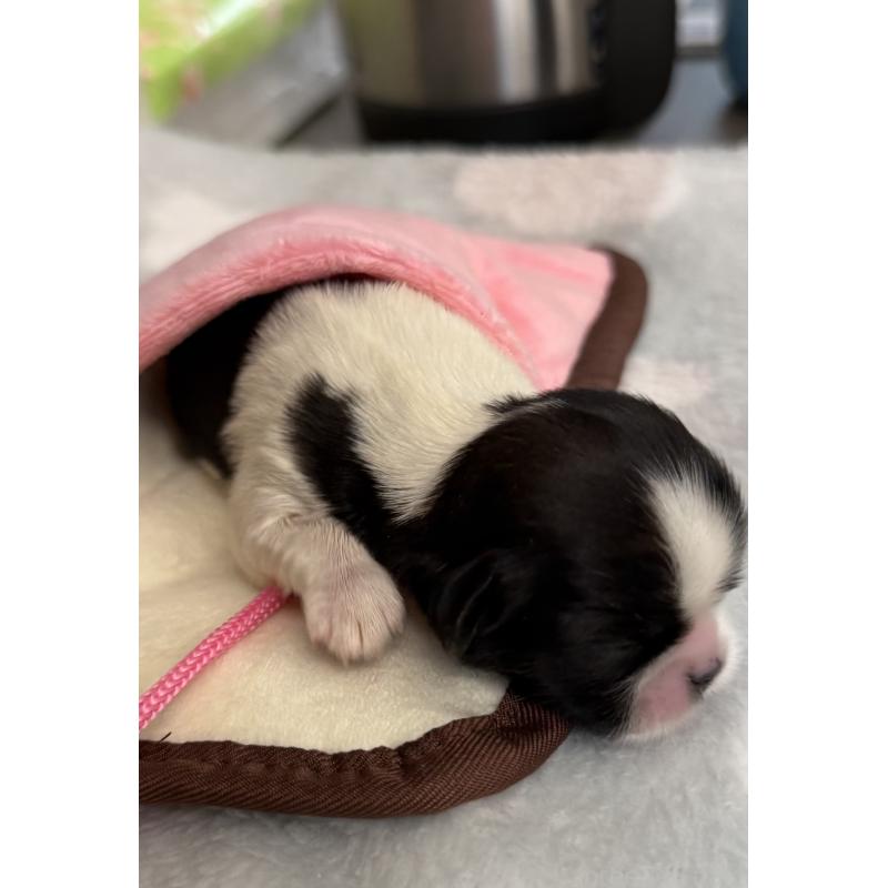 販売中の宮崎県のシーズー-437247の3枚目