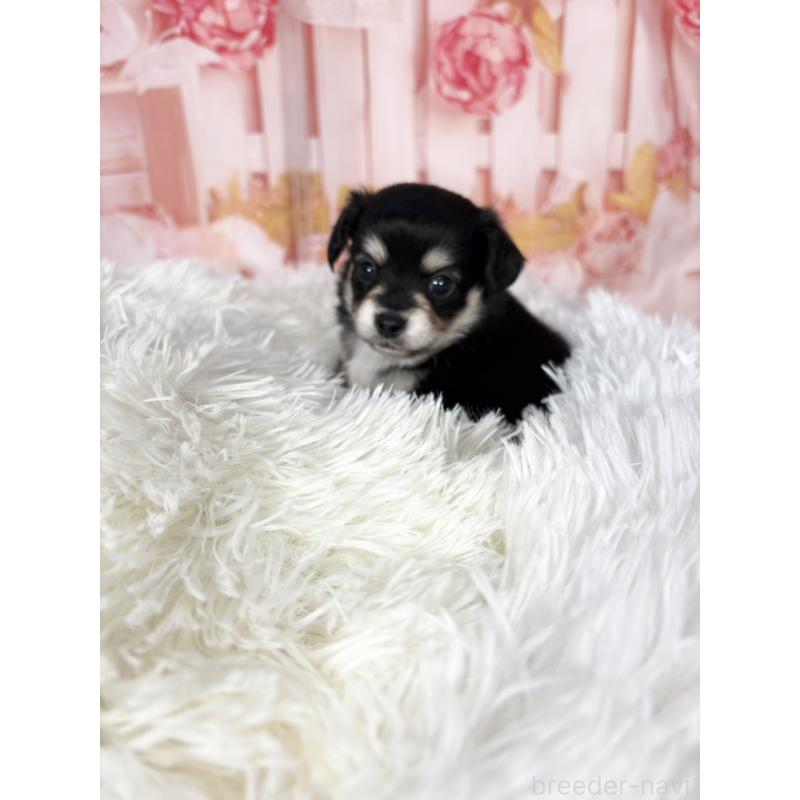 販売中の愛知県のチワックス:チワワ×ミニチュアダックスフンド-437245の15枚目