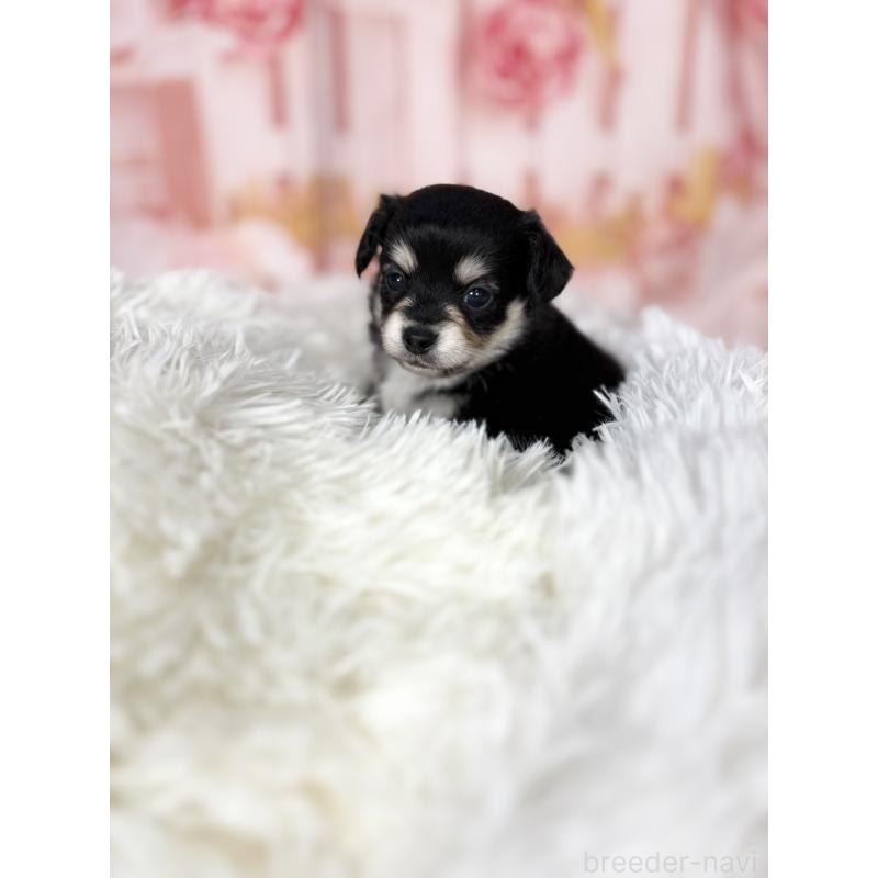 販売中の愛知県のチワックス:チワワ×ミニチュアダックスフンド-437245の14枚目