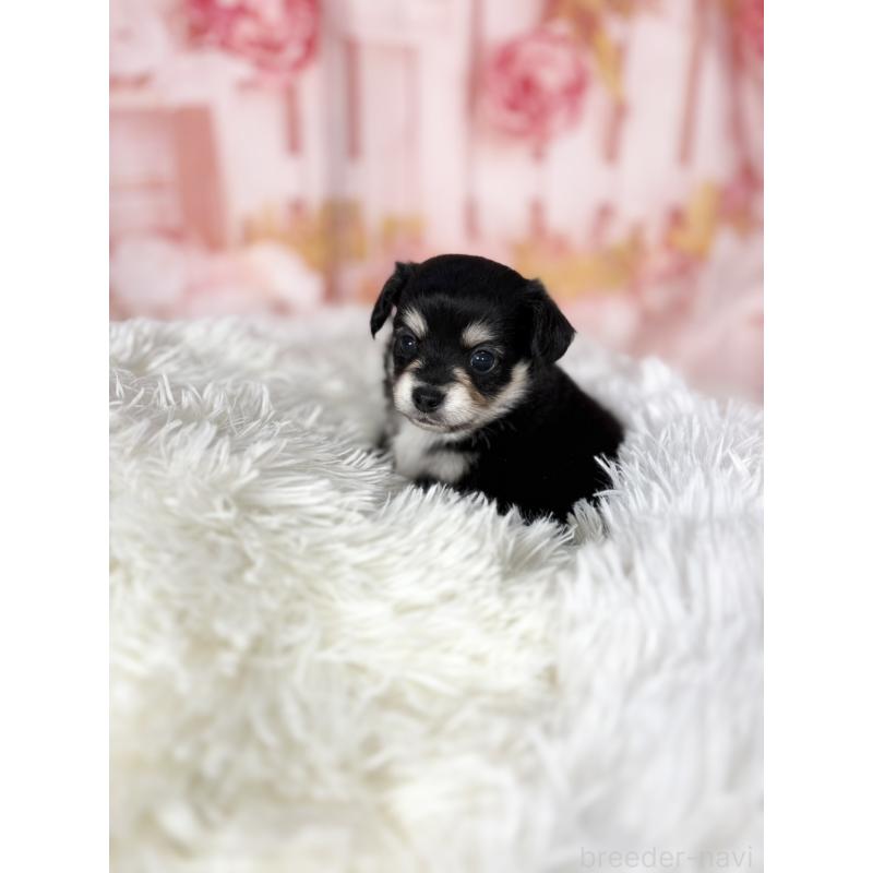 販売中の愛知県のチワックス:チワワ×ミニチュアダックスフンド-437245の13枚目