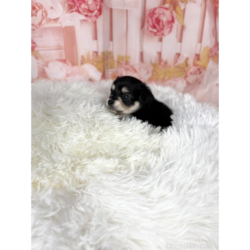 販売中の愛知県のチワックス:チワワ×ミニチュアダックスフンド-437245の12枚目