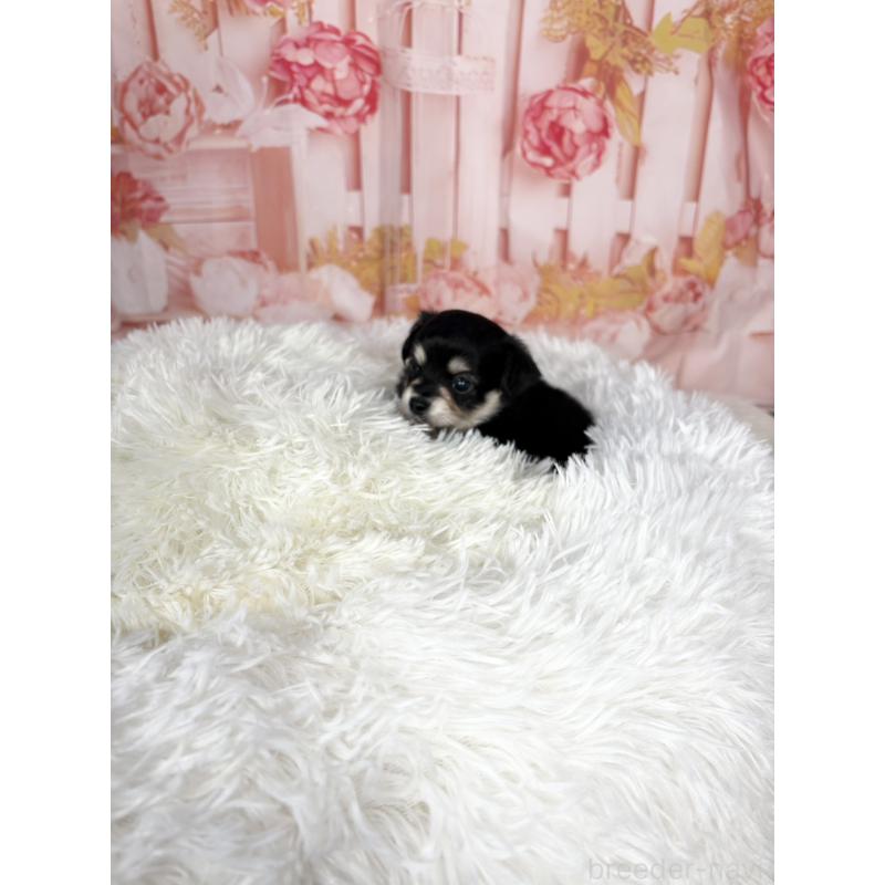 販売中の愛知県のチワックス:チワワ×ミニチュアダックスフンド-437245の11枚目