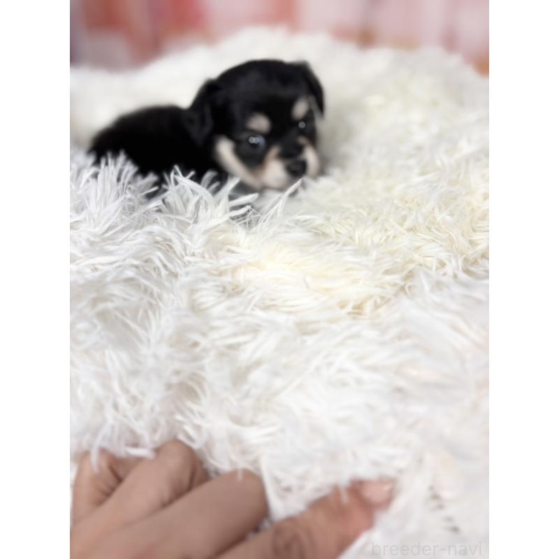 販売中の愛知県のチワックス:チワワ×ミニチュアダックスフンド-437245の7枚目