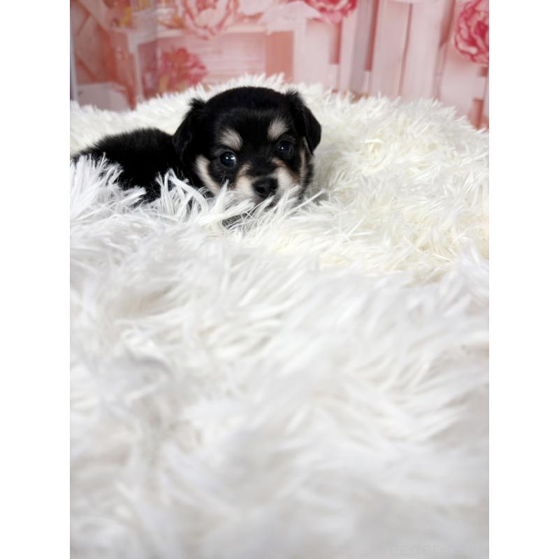 販売中の愛知県のチワックス:チワワ×ミニチュアダックスフンド-437245の6枚目