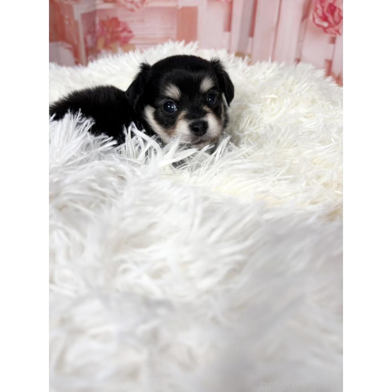 販売中の愛知県のチワックス:チワワ×ミニチュアダックスフンド-437245の5枚目