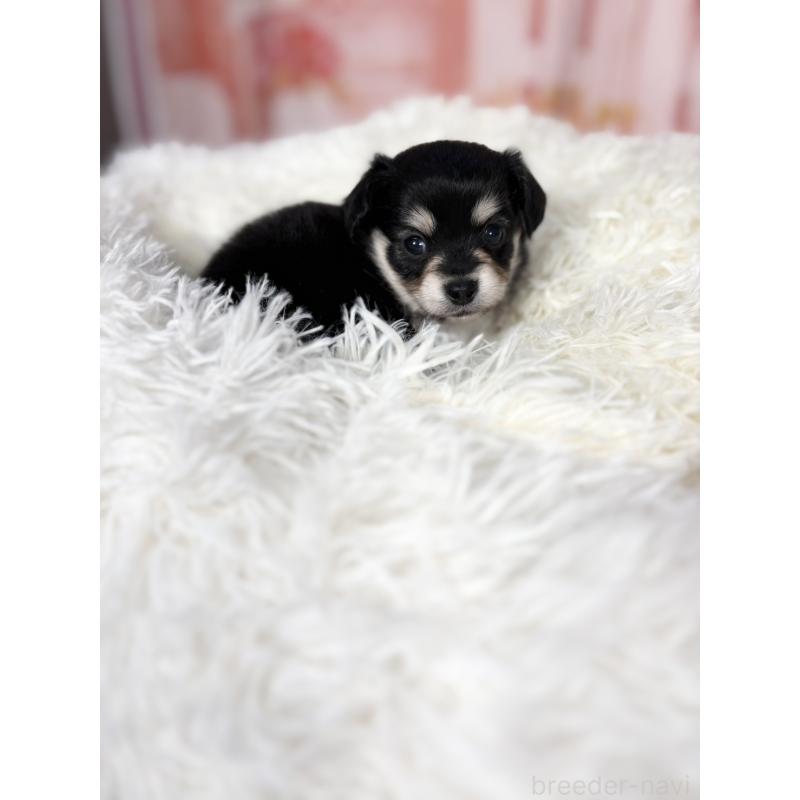 販売中の愛知県のチワックス:チワワ×ミニチュアダックスフンド-437245の3枚目