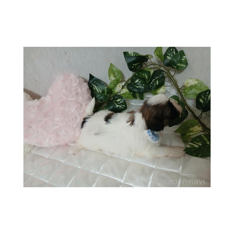 販売中の長崎県のシーズー-437248の6枚目