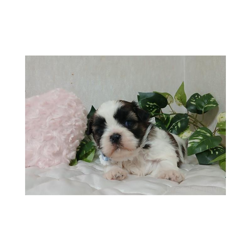 販売中の長崎県のシーズー-437248の5枚目