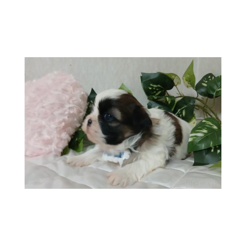 販売中の長崎県のシーズー-437248の4枚目