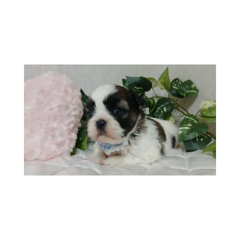 販売中の長崎県のシーズー-437248の2枚目