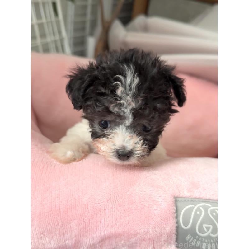 販売中の埼玉県のティーカッププードル-437249の6枚目