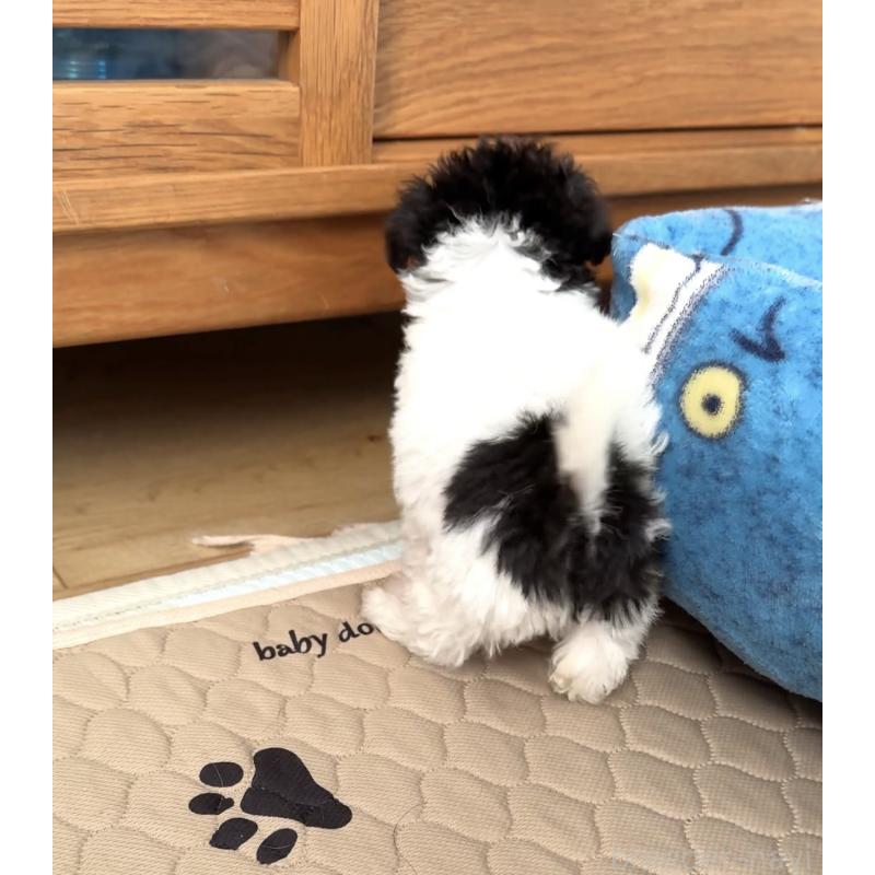 販売中の埼玉県のティーカッププードル-437249の5枚目