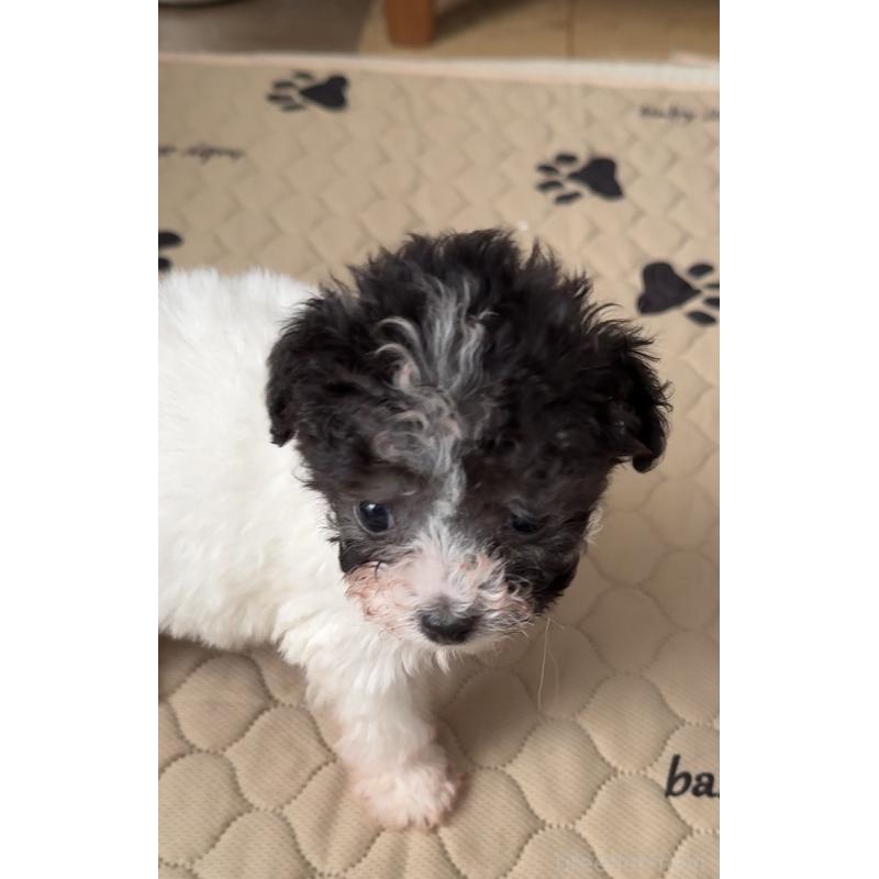 販売中の埼玉県のティーカッププードル-437249の4枚目