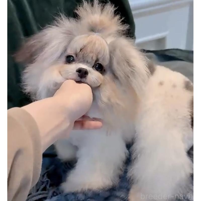 販売中の埼玉県のティーカッププードル-437249の3枚目