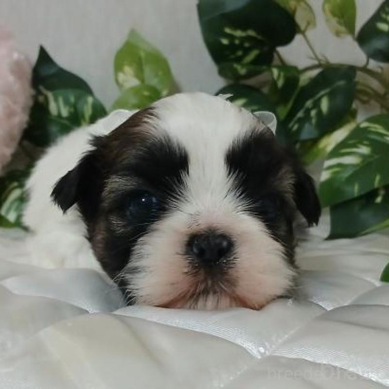 販売中の長崎県のシーズー-437248の1枚目