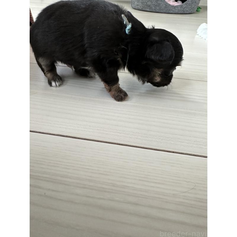 販売中の山形県のチワワ(ロングコート)-437244の3枚目